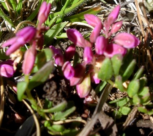 Polygala rhinostigma leaves